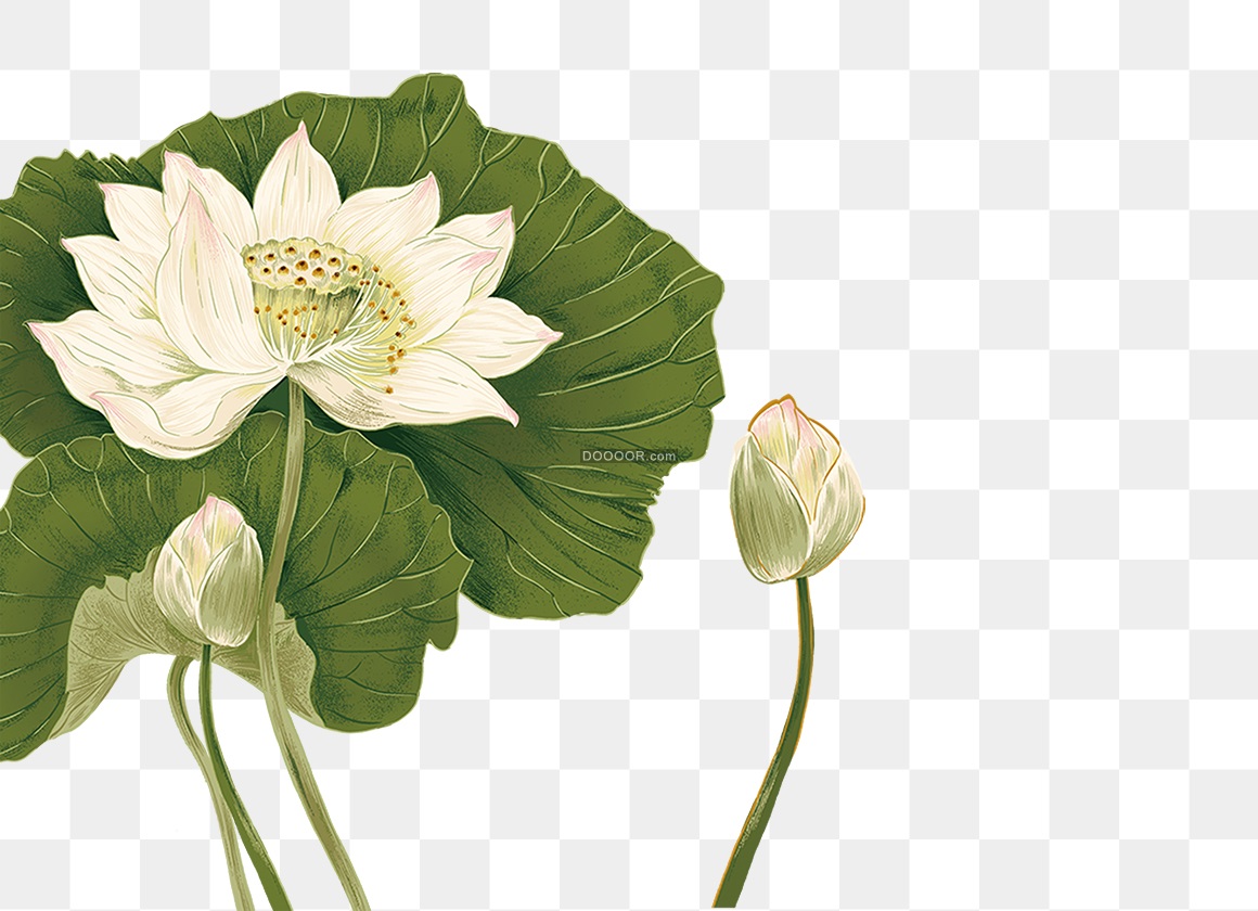13109_水墨画荷花.jpg