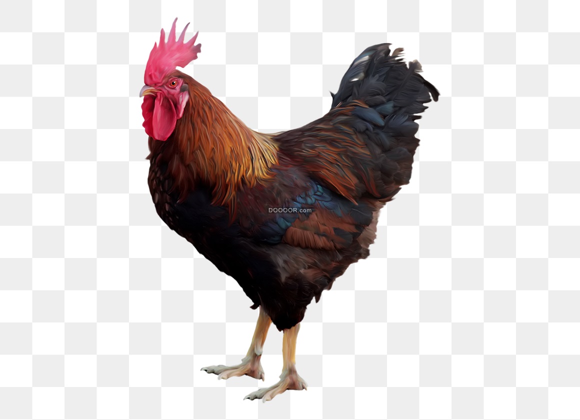 12406_超清免抠透明公鸡插画-22.jpg
