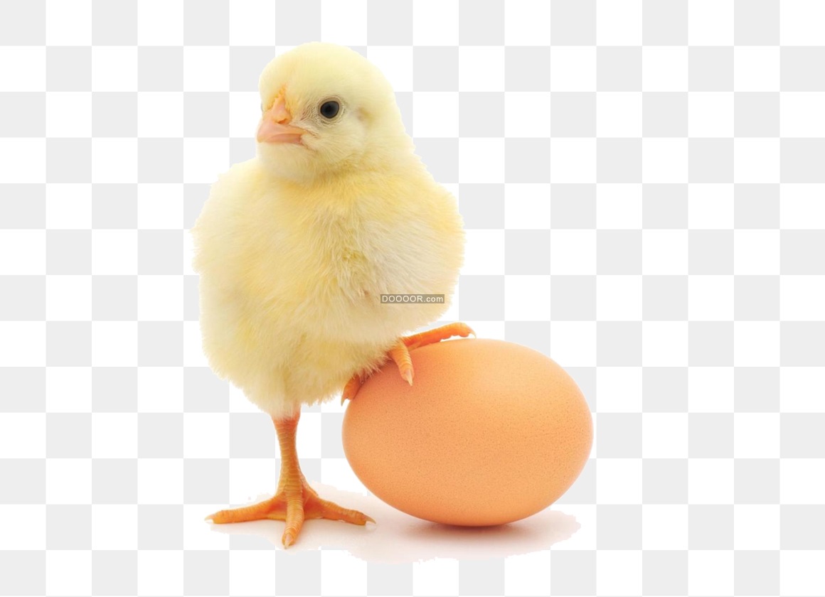 12249_可爱小鸡仔免抠PNG-05.jpg