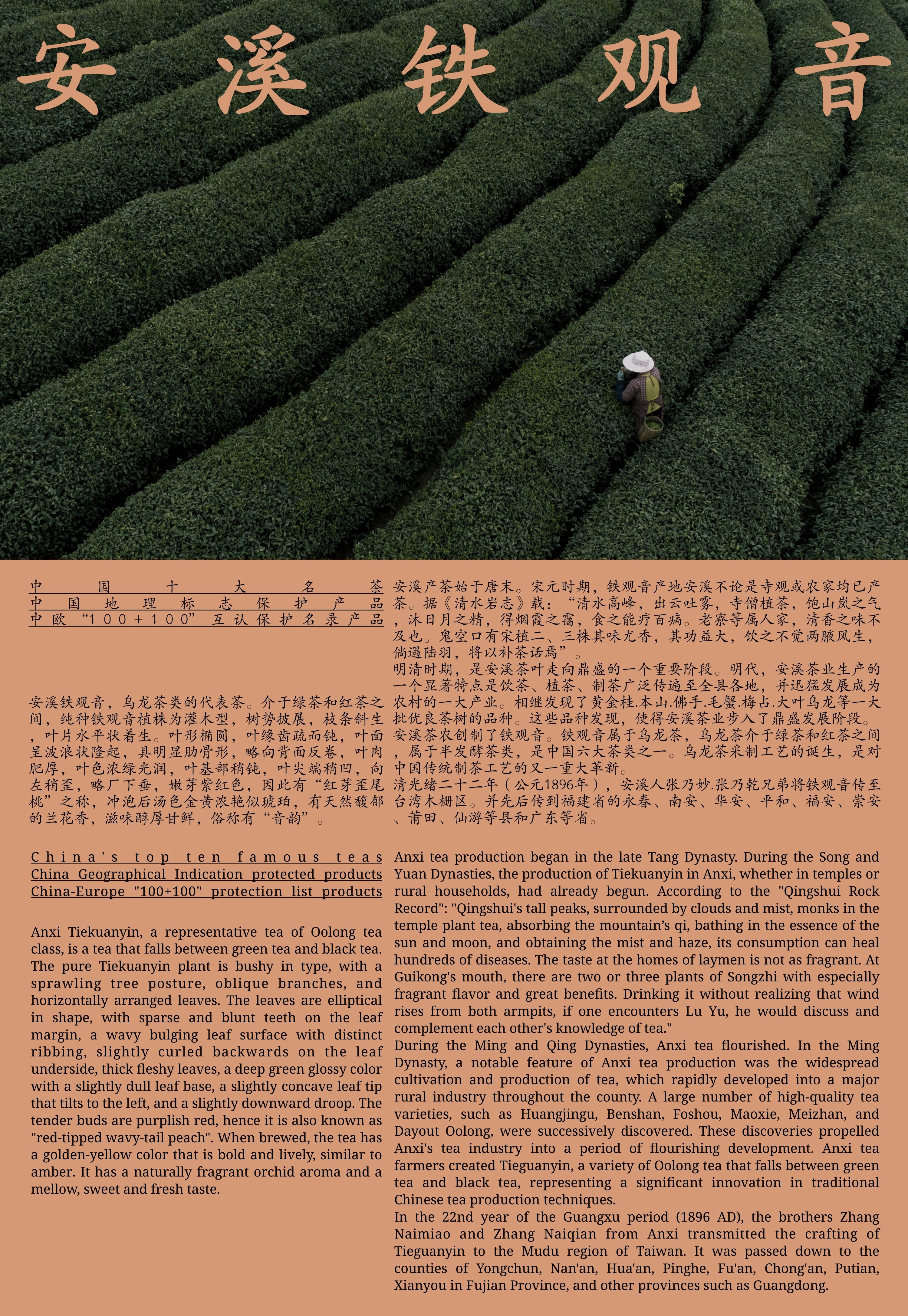 安溪铁观音-02.jpg