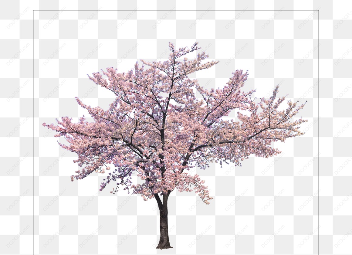 13444_植物元素盛开的粉色樱花树-02.jpg