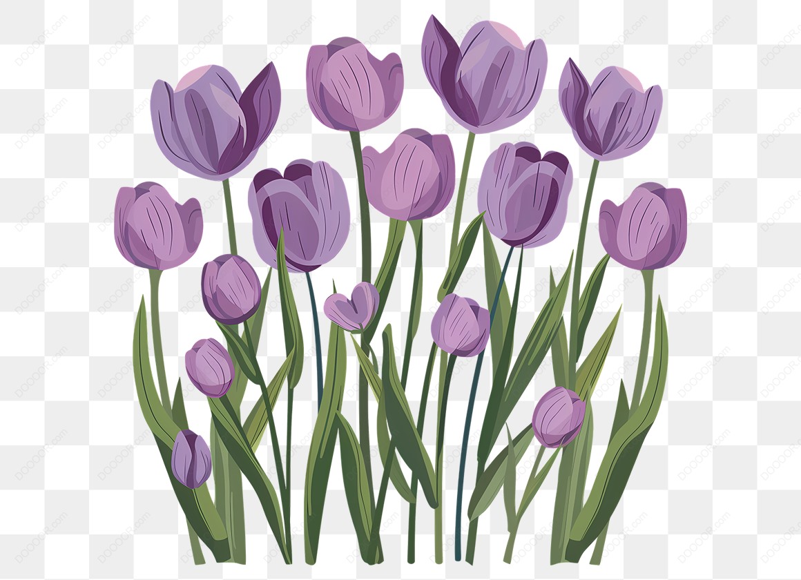 13467_植物花卉紫色的郁金香透明PNG-07.jpg
