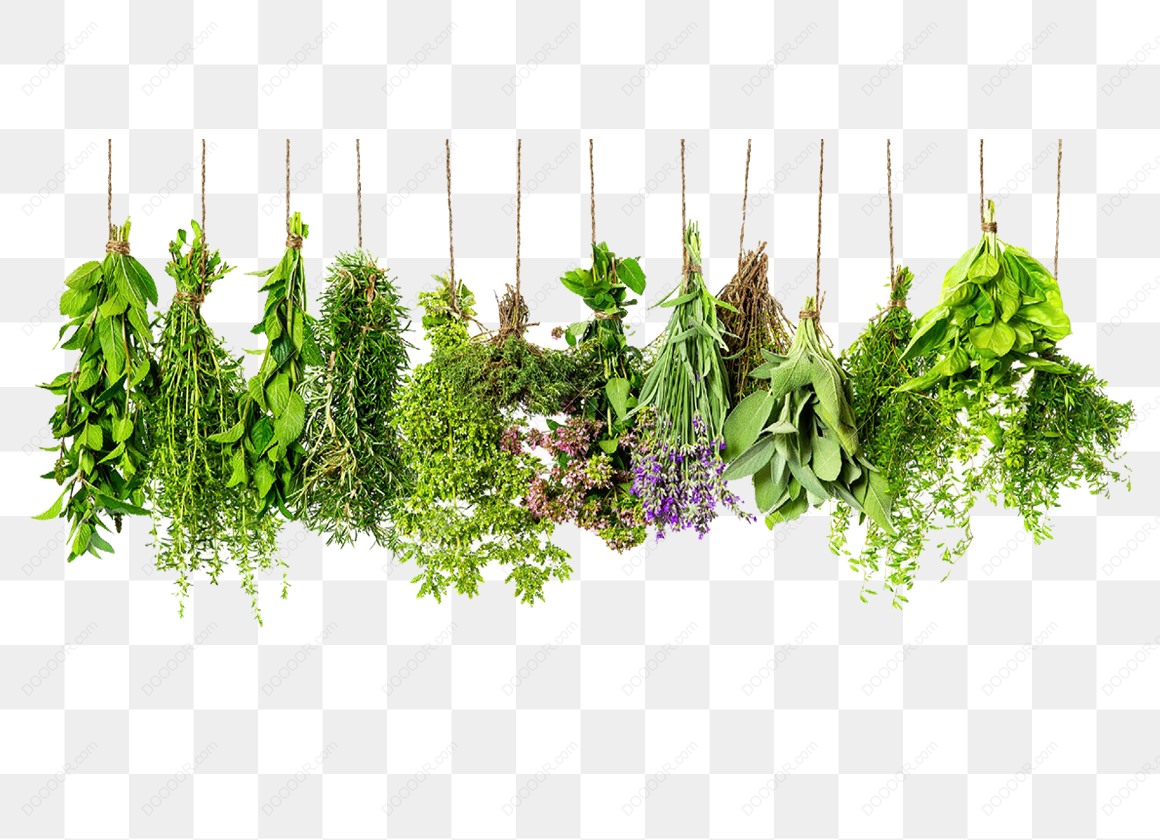 13799_香草迷迭香百里香绿植绿叶装饰.jpg