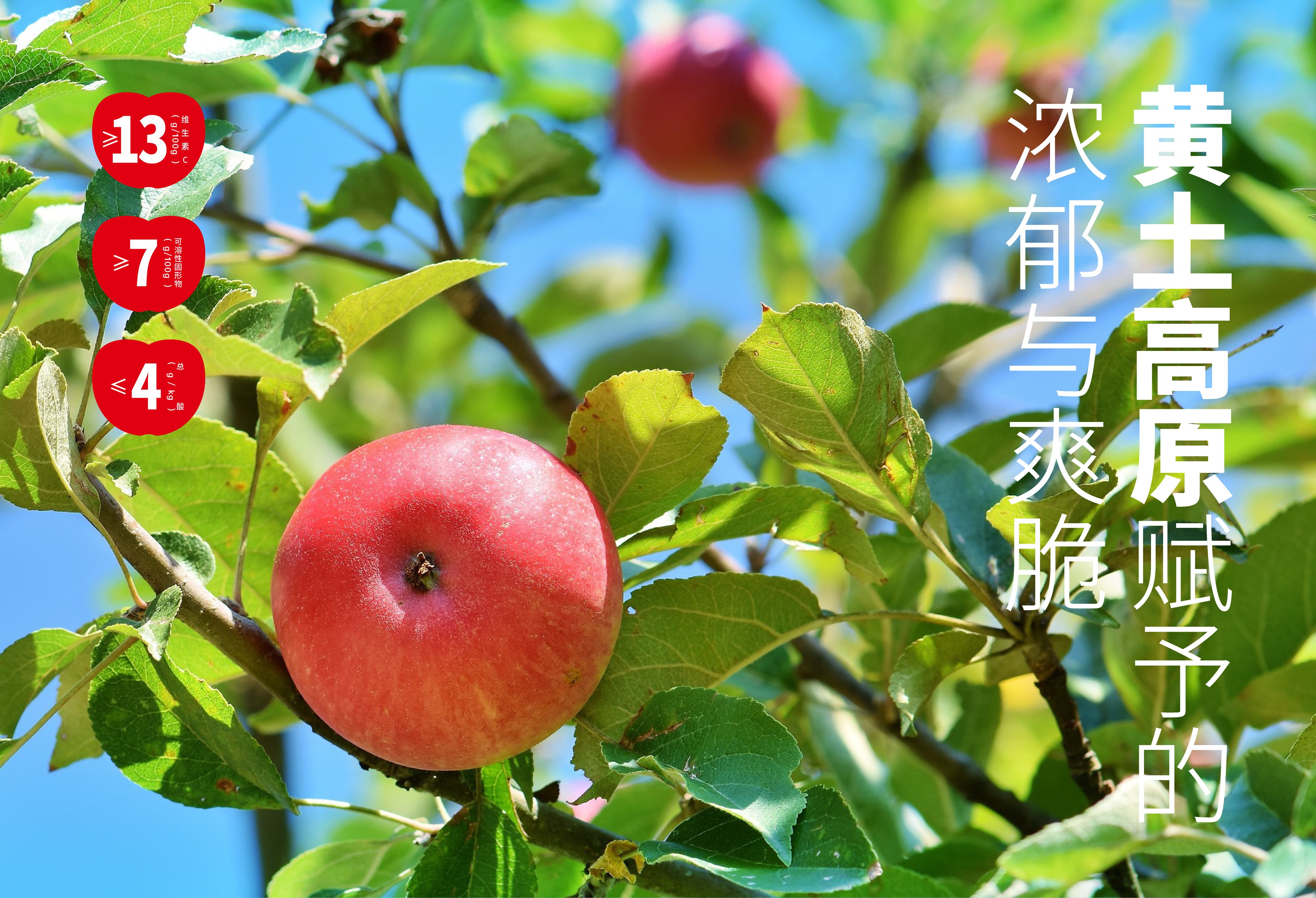 「洛川苹果」插画&amp;包装设计-2.jpg