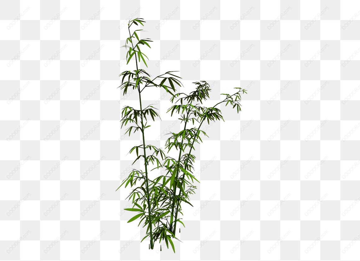 12727_绿色竹子植物图像.jpg