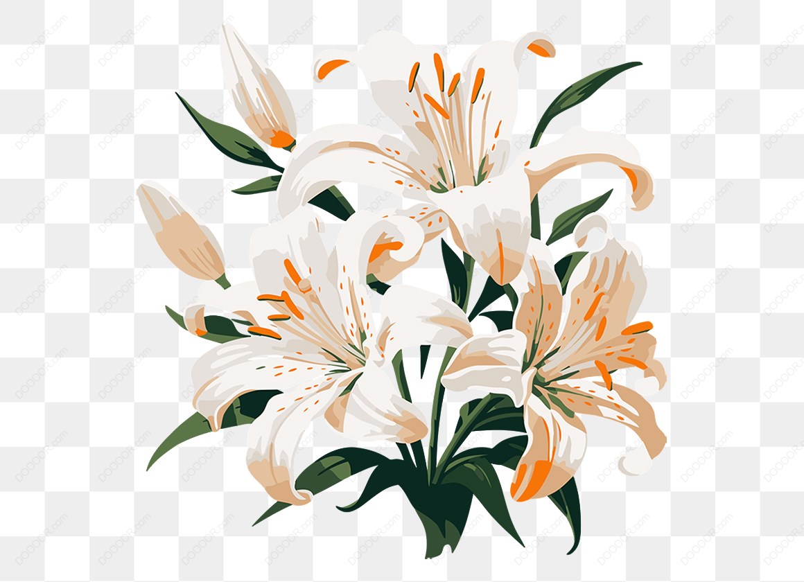 14627_白色百合花插图.jpg