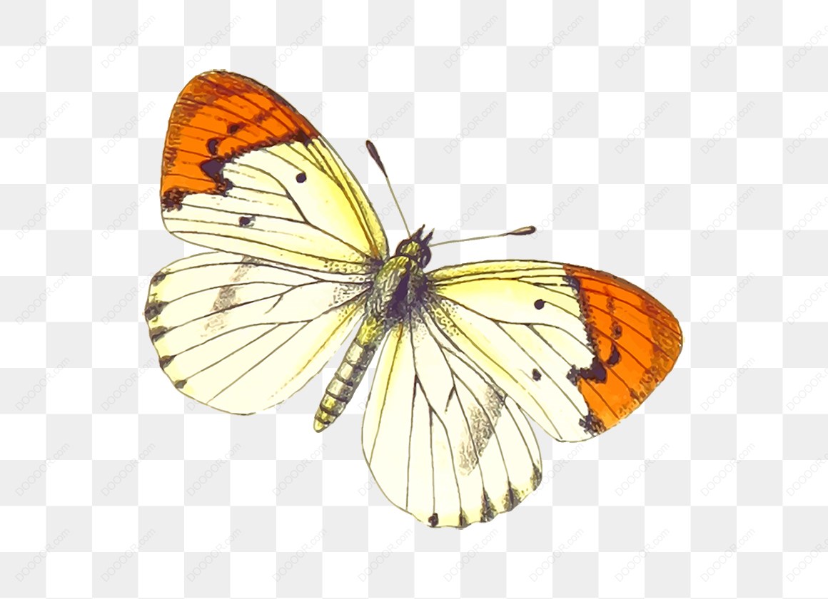 14788_白色和橙色蝴蝶.jpg