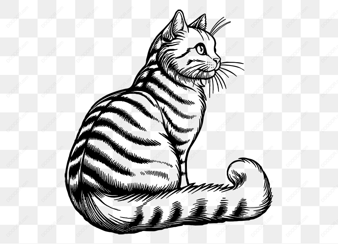 14934_黑白条纹猫插图.jpg