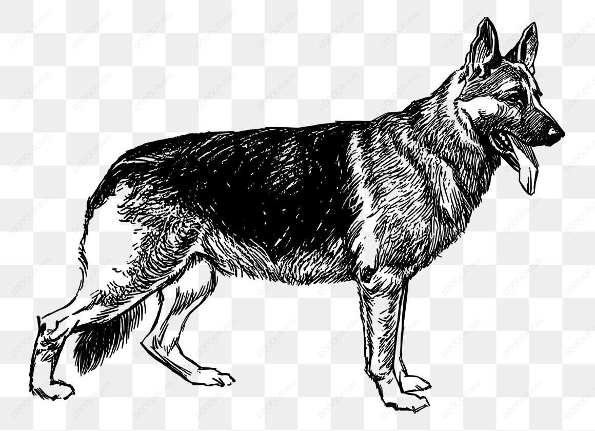 15150_德国牧羊犬插画-1.jpg