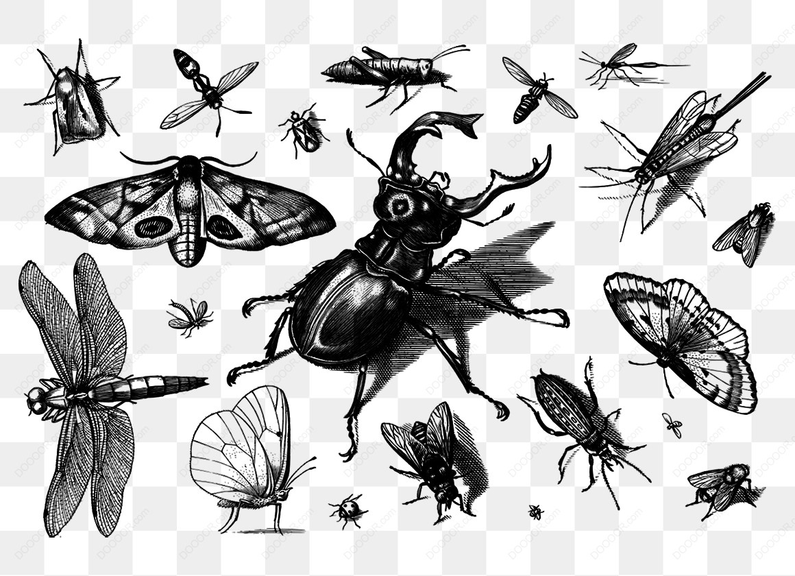 15218_多种昆虫的插图.jpg
