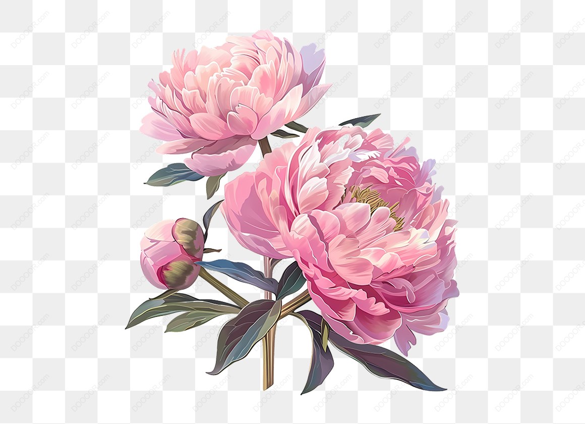 15436_粉色牡丹插图.jpg