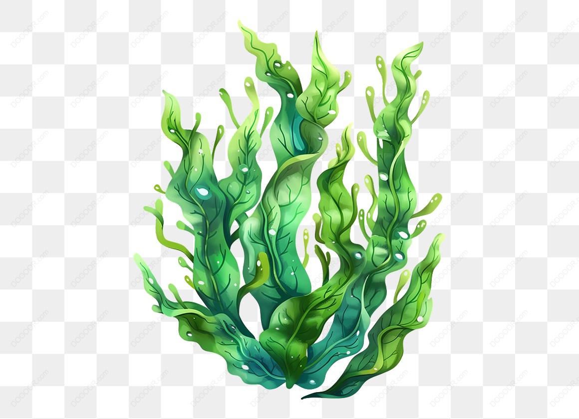 16400_绿色的海藻插图.jpg