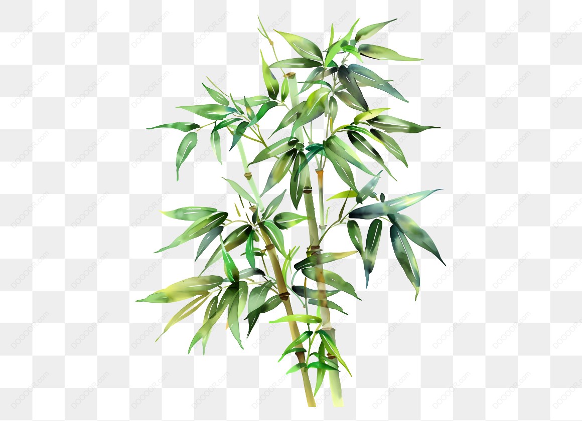 10023_绿色竹子植物插图.jpg