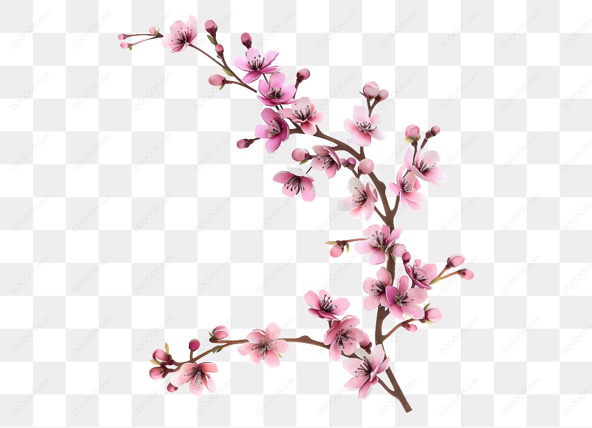 10241_粉色樱花枝条插图.jpg