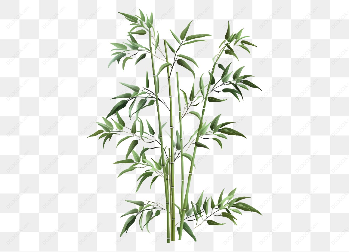 10252_竹子插图-绿色植物-1.jpg
