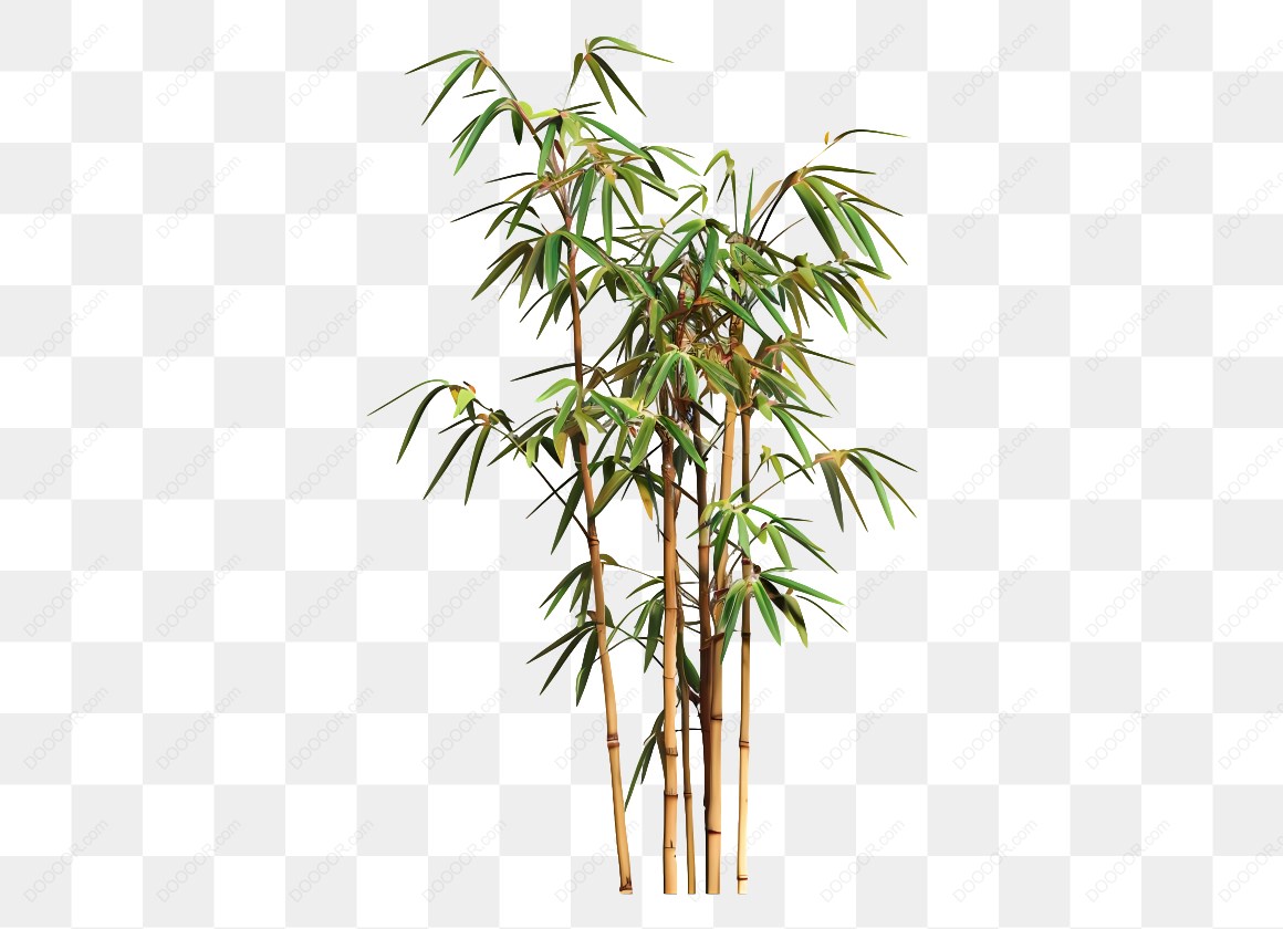 10338_竹子植物图像.jpg