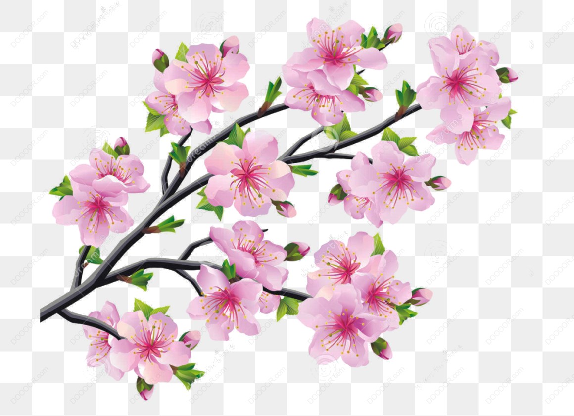 12704_粉色梅花樱花树枝插图_5.jpg