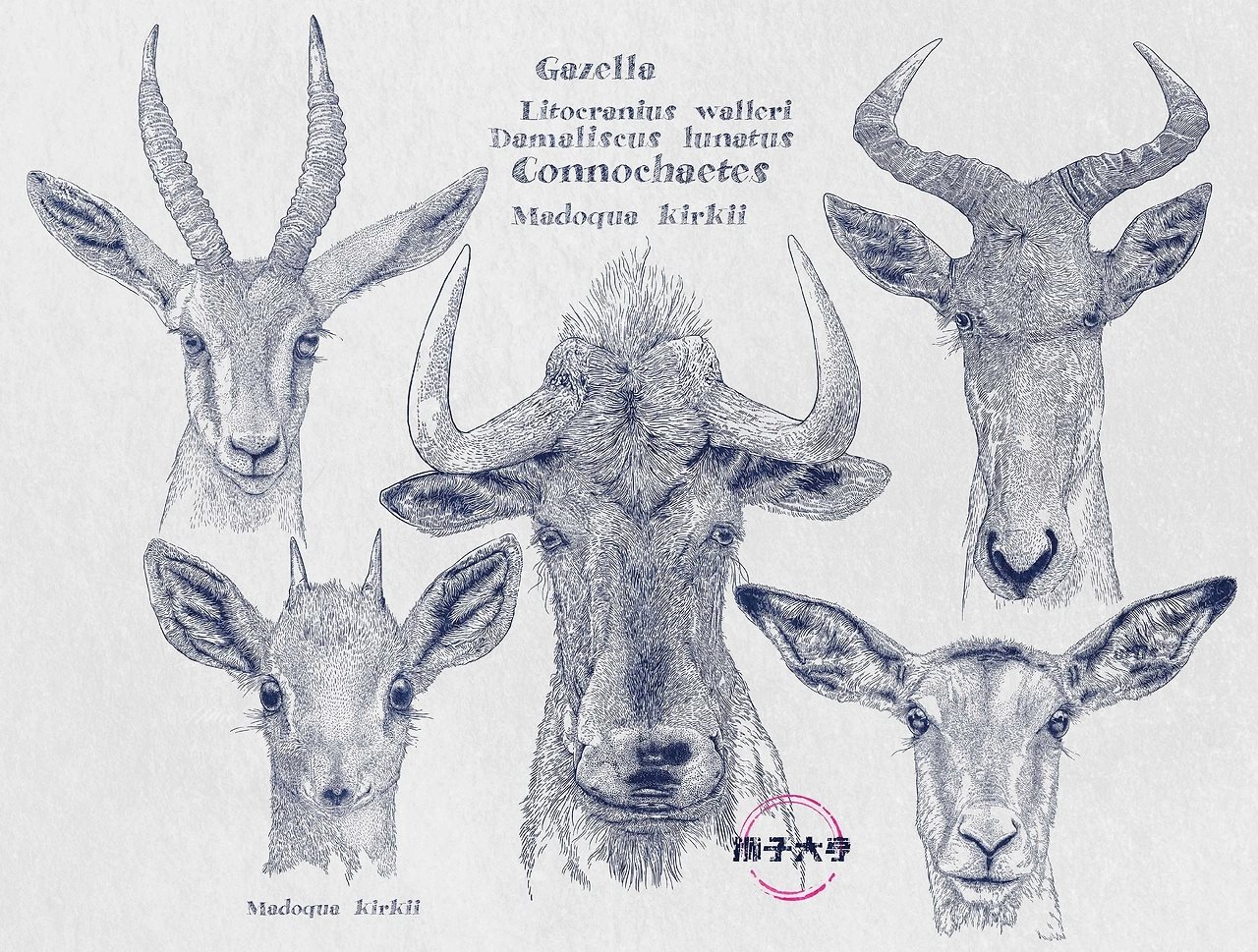 2024年度《动物插画》单色物种插画-08.jpg