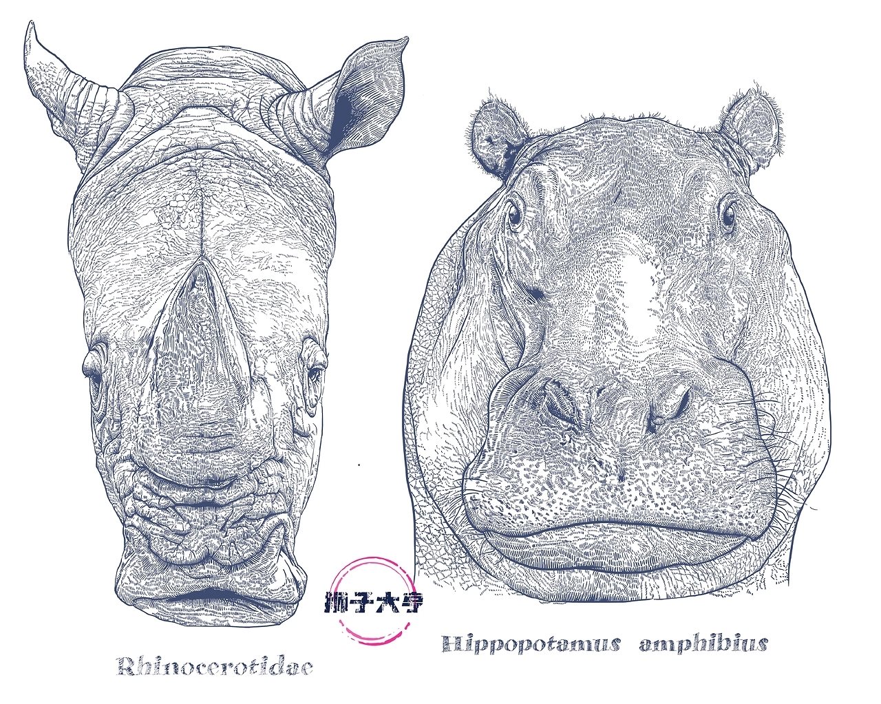 2024年度《动物插画》单色物种插画-11.jpg