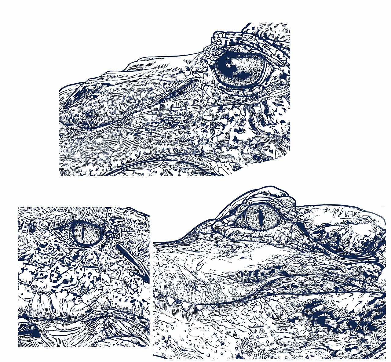 2024年度《动物插画》单色物种插画-13.jpg
