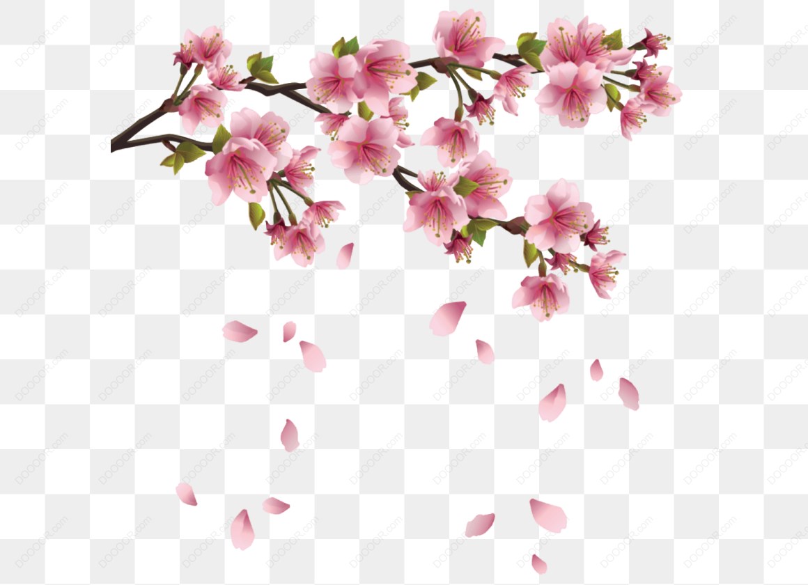 13687_樱花树枝与花瓣.jpg