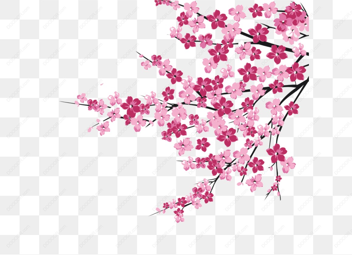 13692_粉色樱花树枝插图.jpg