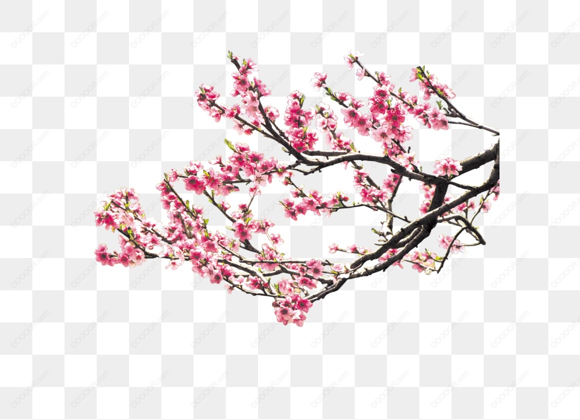 13693_粉色樱花树枝-1.jpg