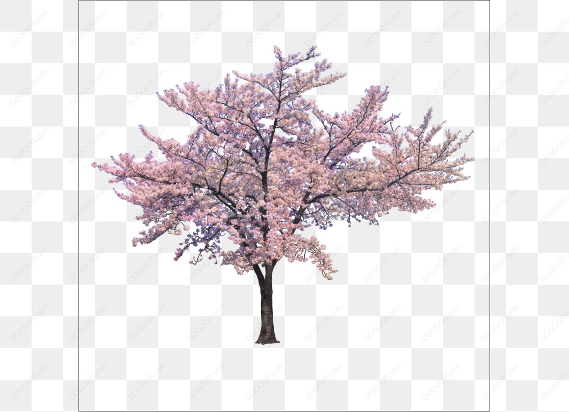 13718_樱花树盛开.jpg