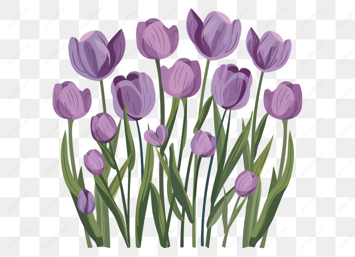 13821_紫色郁金香插图-3.jpg