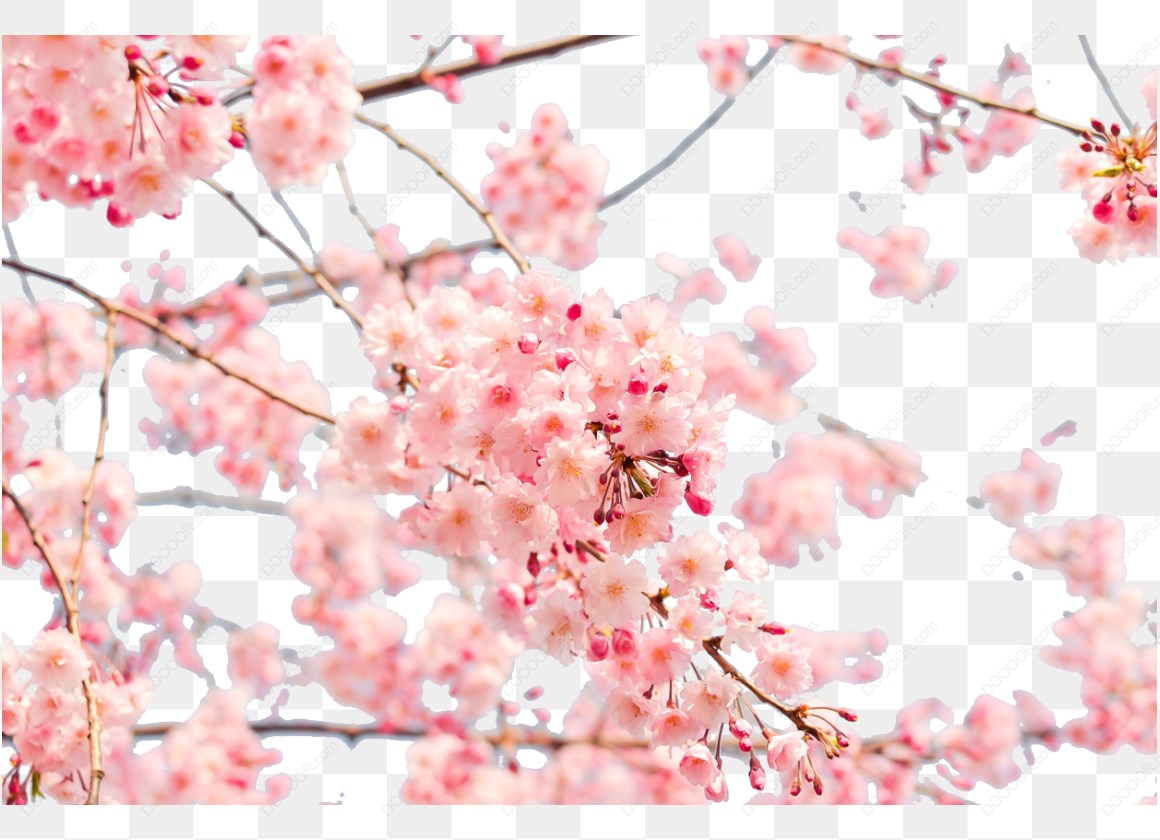 14207_粉色樱花盛开枝头.jpg