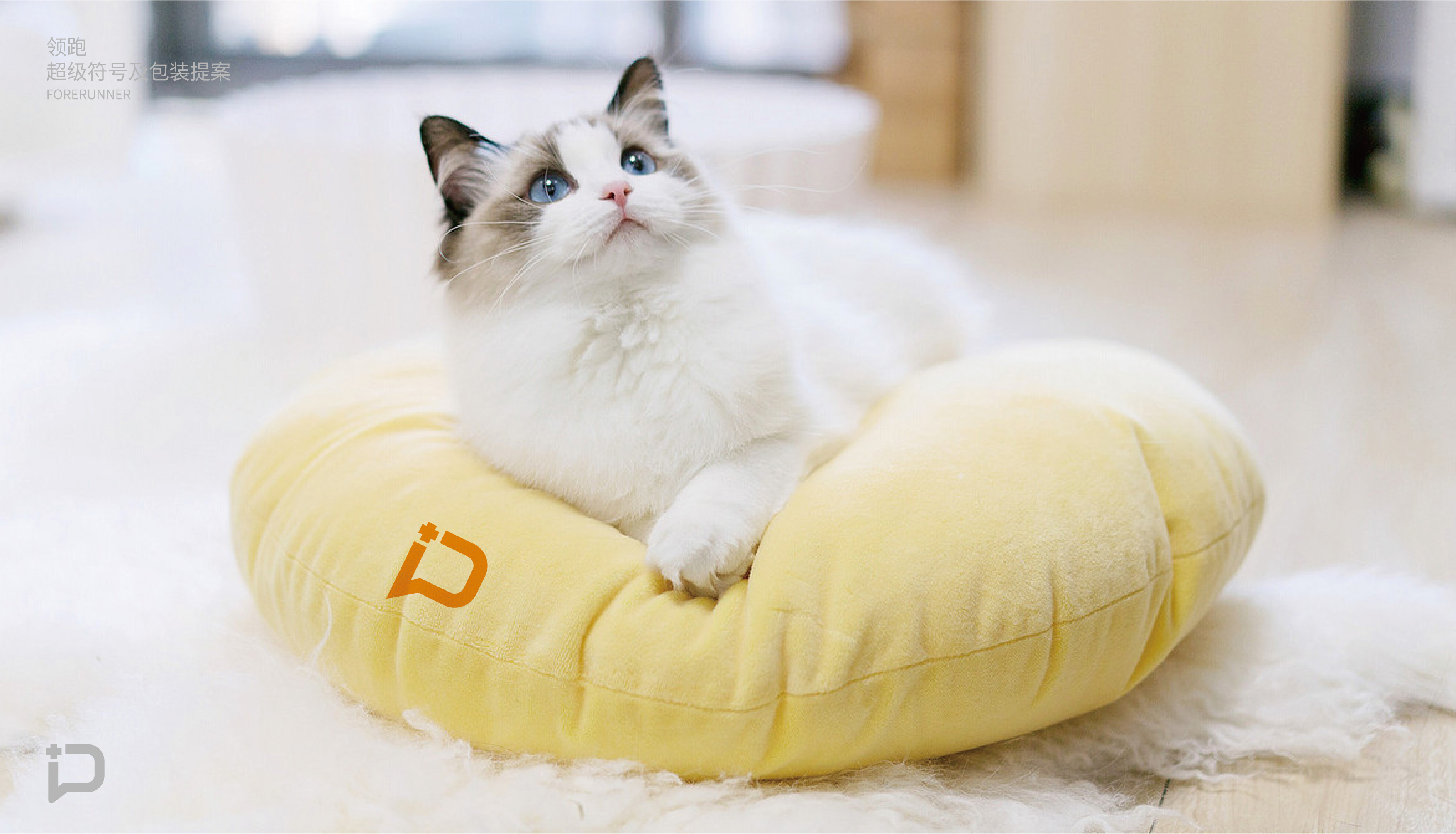 猫粮提案-29.jpg