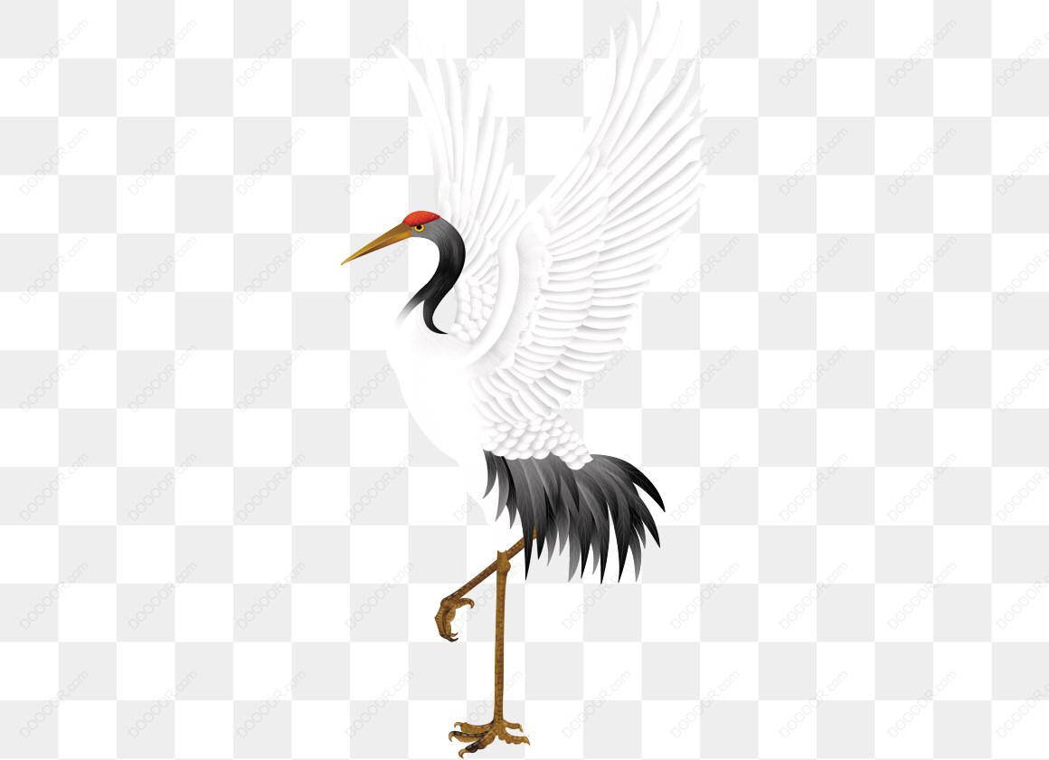 16437_白鹤插画图.jpg