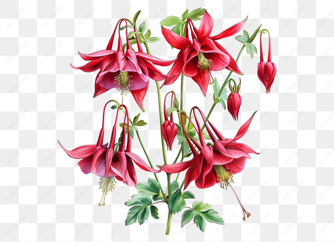 16599_红色花朵插图.jpg