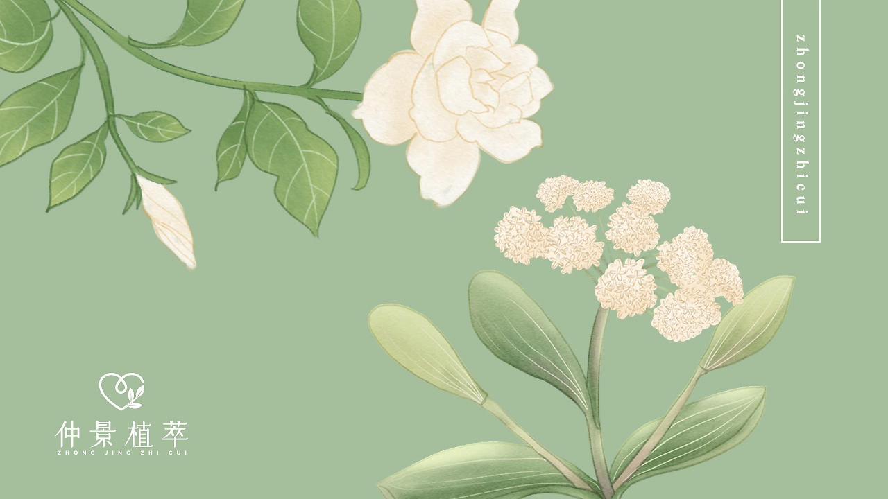 《仲景植萃》品牌设计-02.jpg