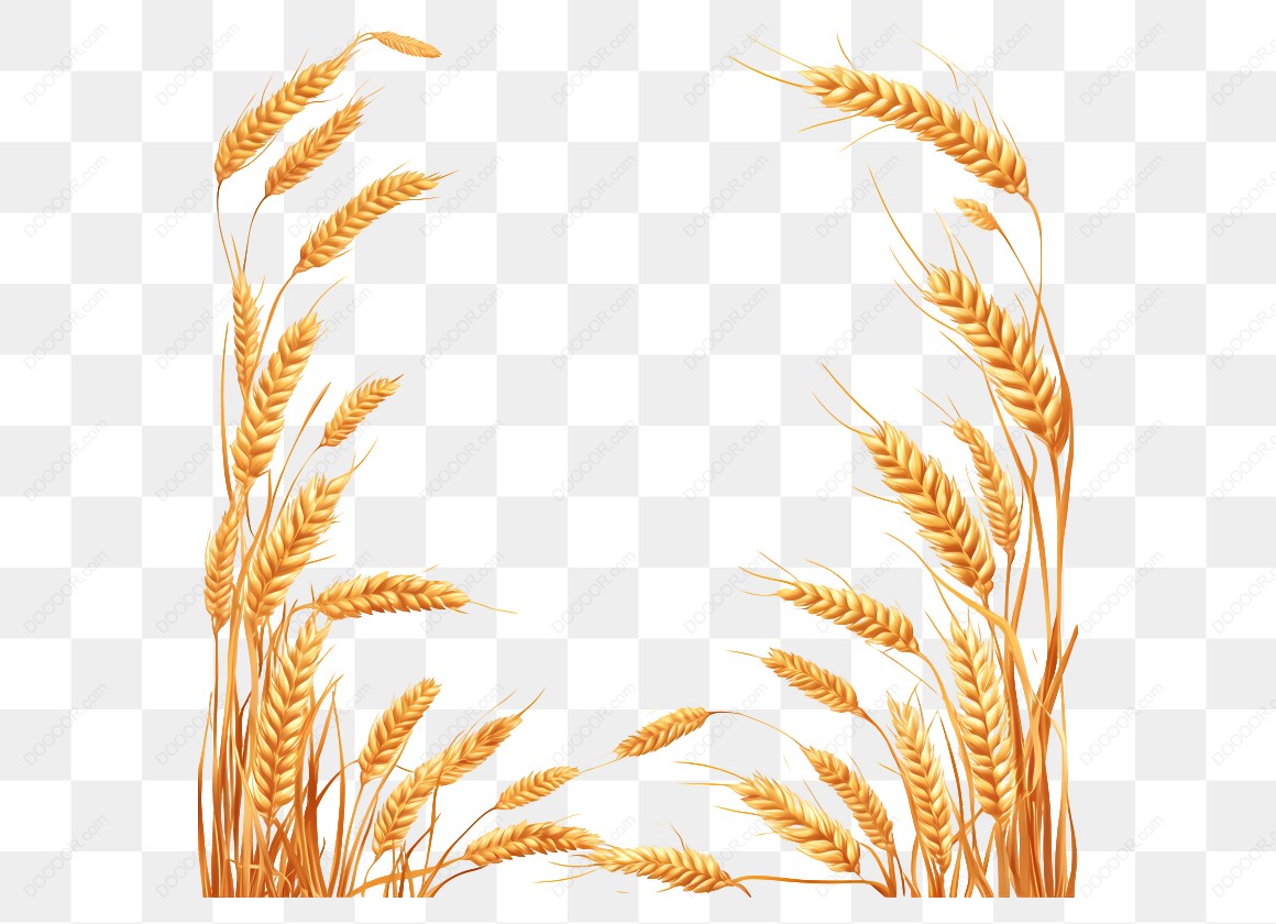 17136_稻穗装饰边框.jpg