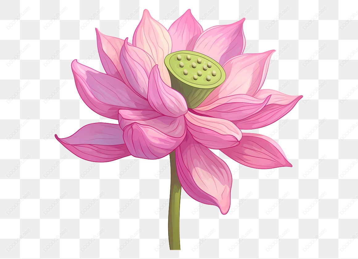 17236_粉色荷花莲蓬.jpg