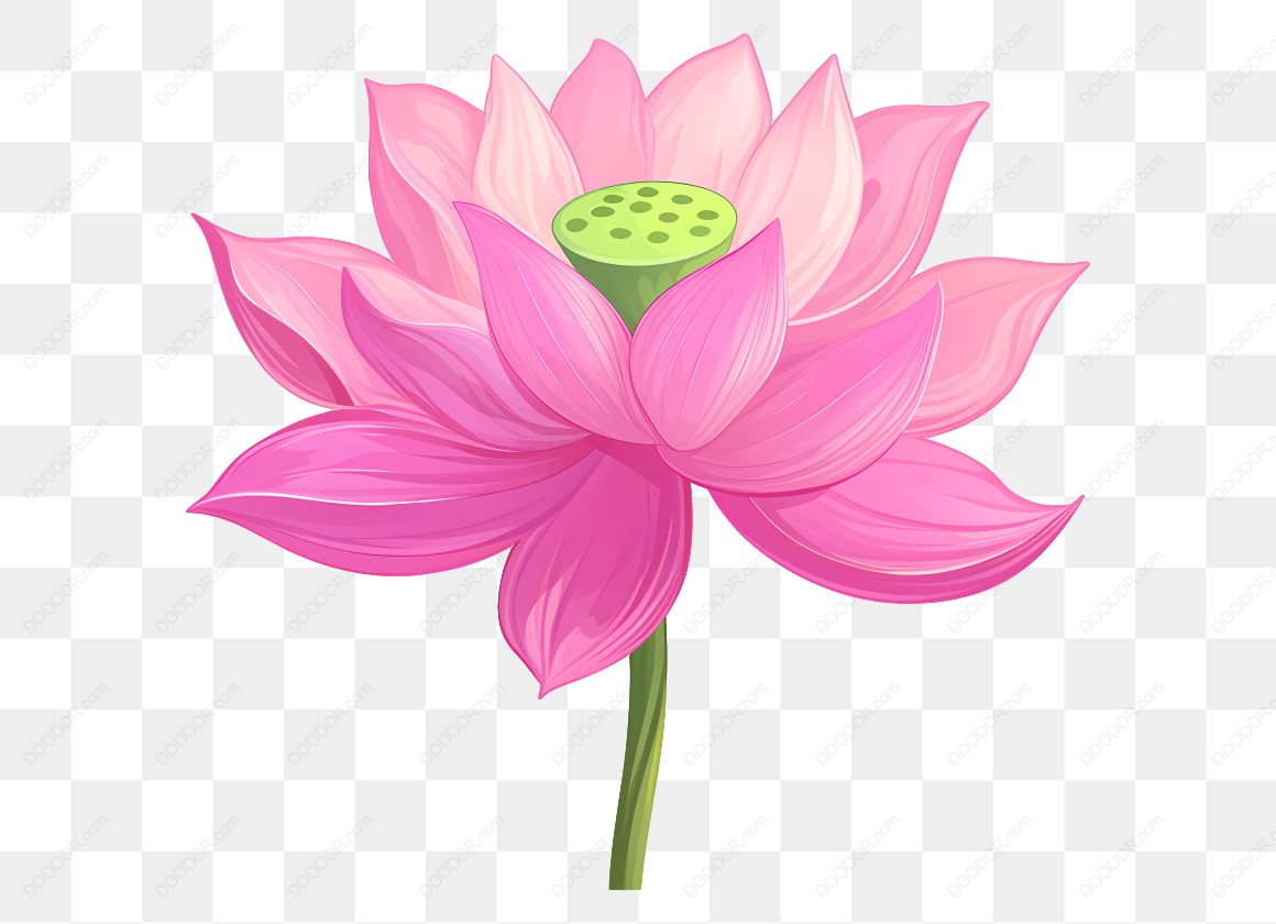 17237_粉色莲花与莲蓬.jpg