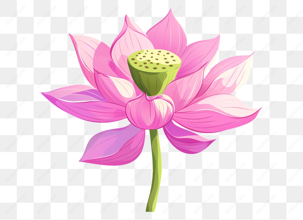 17239_粉色荷花图案.jpg