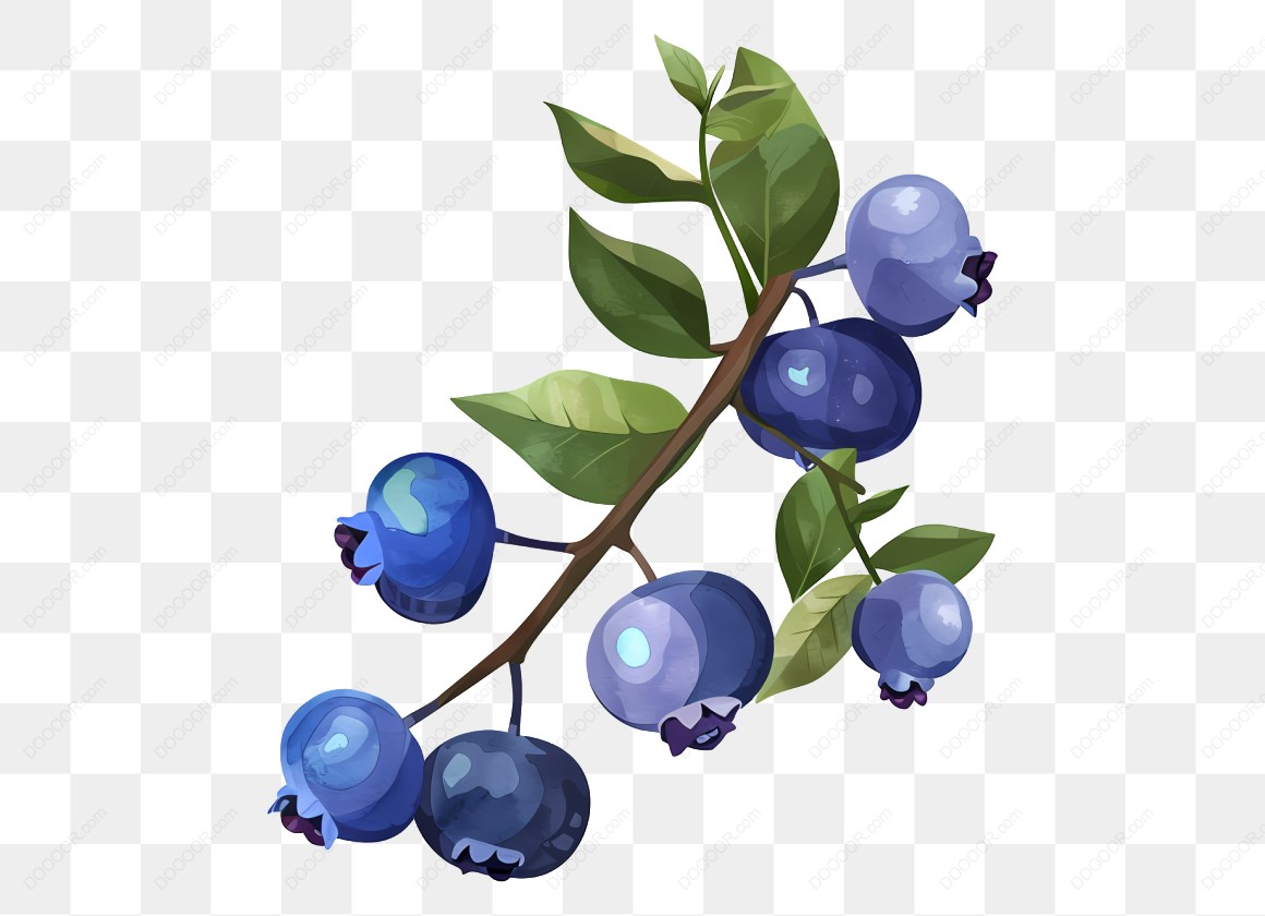 18092_蓝莓植物插图.jpg