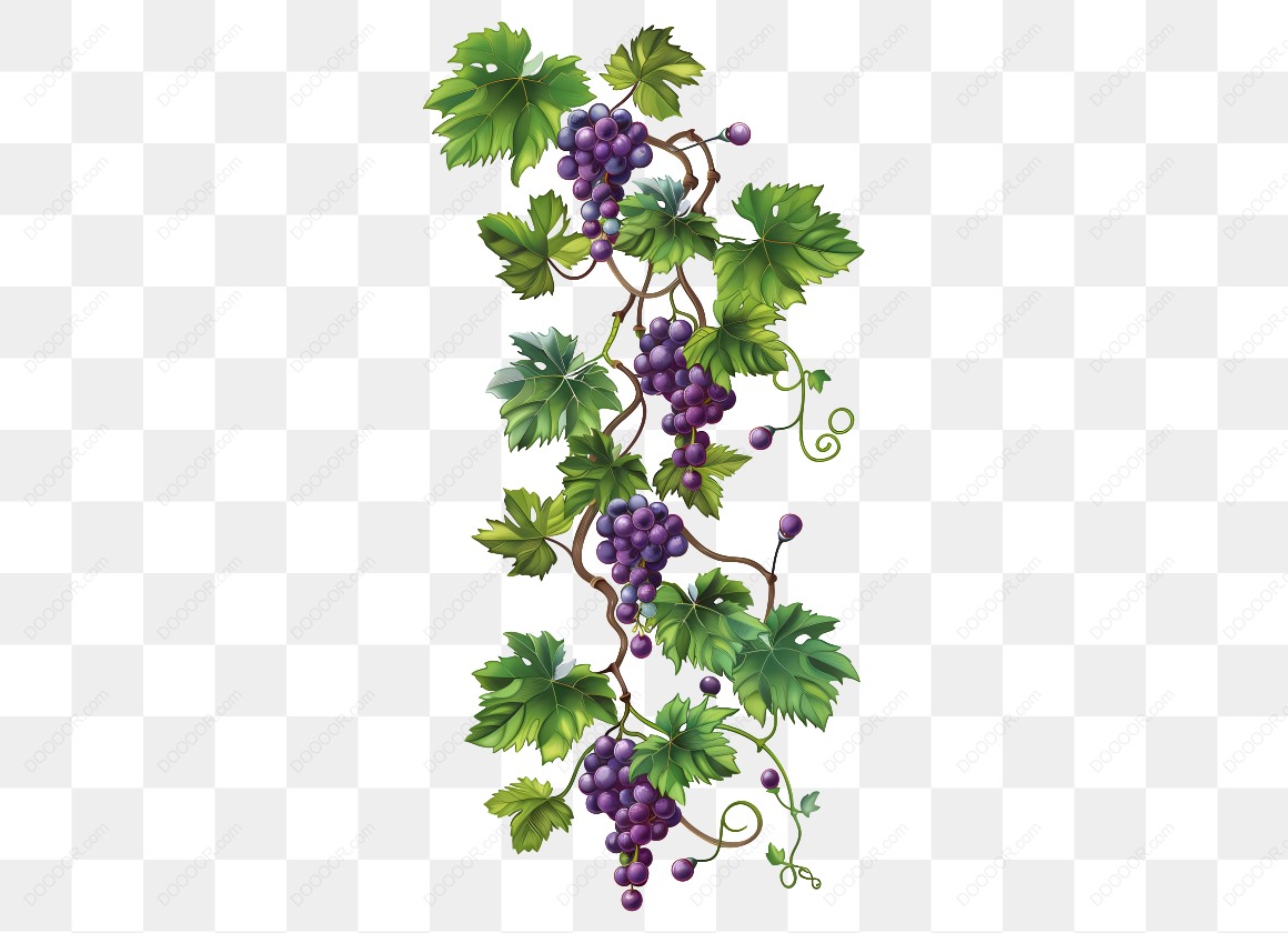 19878_葡萄藤和葡萄.jpg