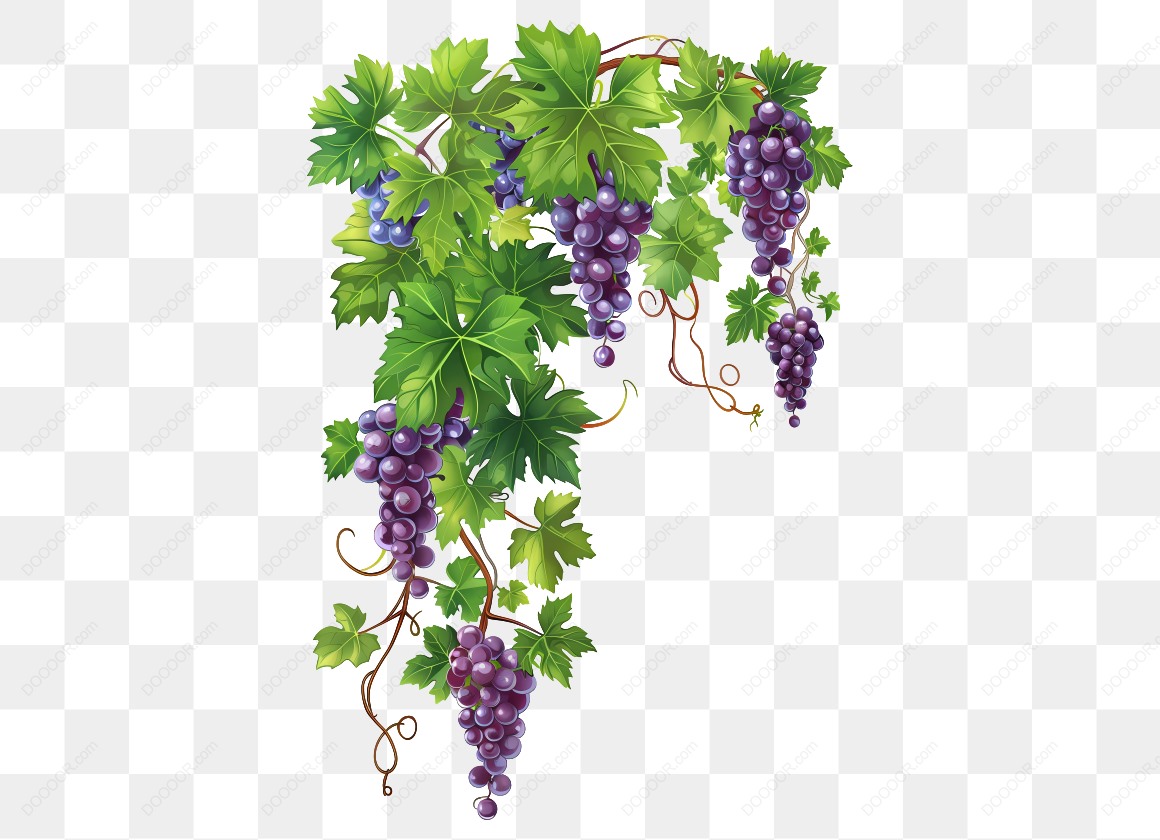 19924_葡萄和叶子.jpg
