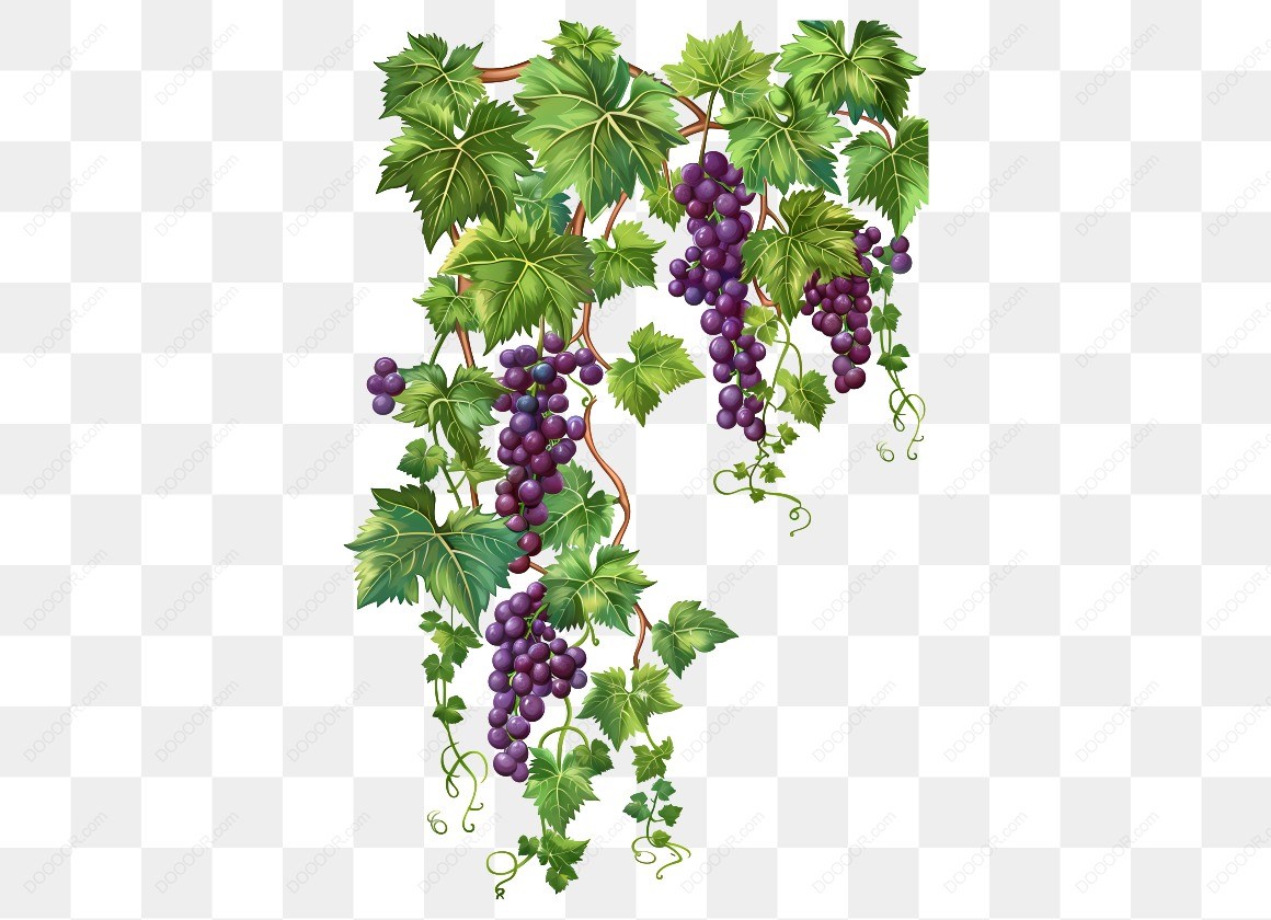 20067_葡萄藤与葡萄果实.jpg