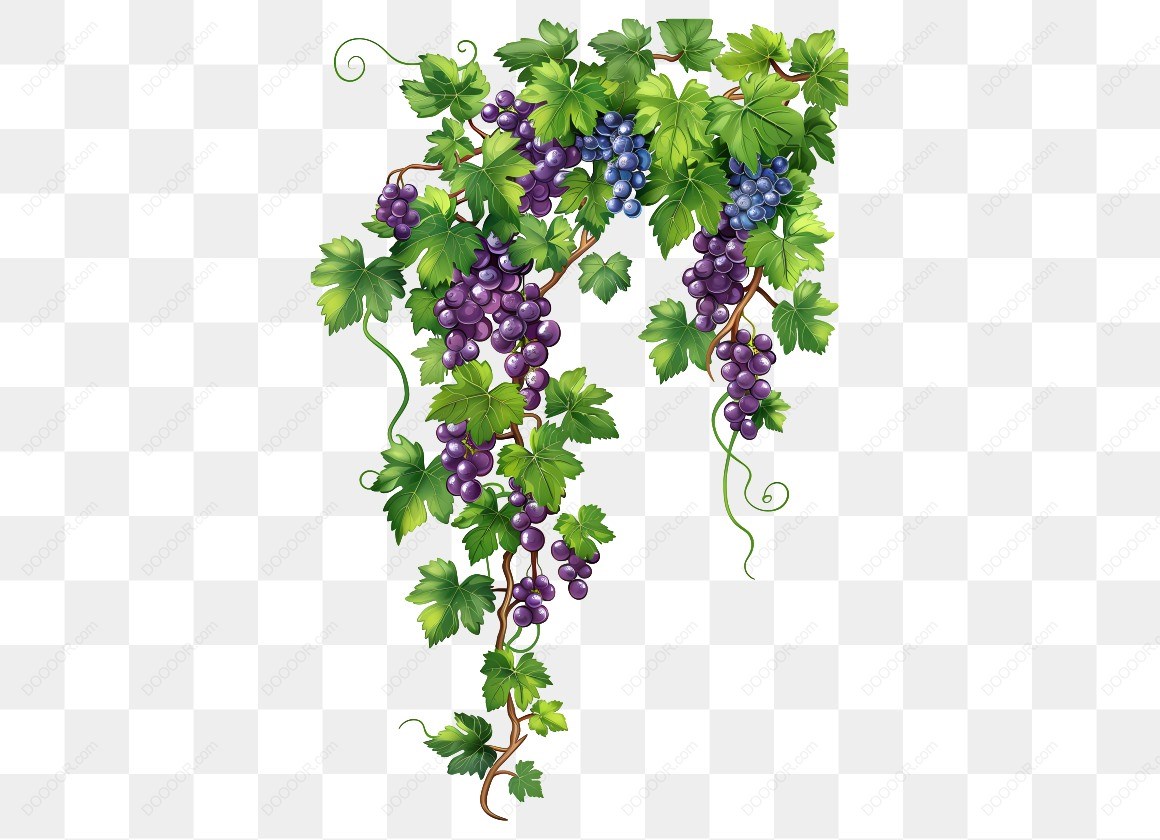 20096_葡萄藤和葡萄果实.jpg
