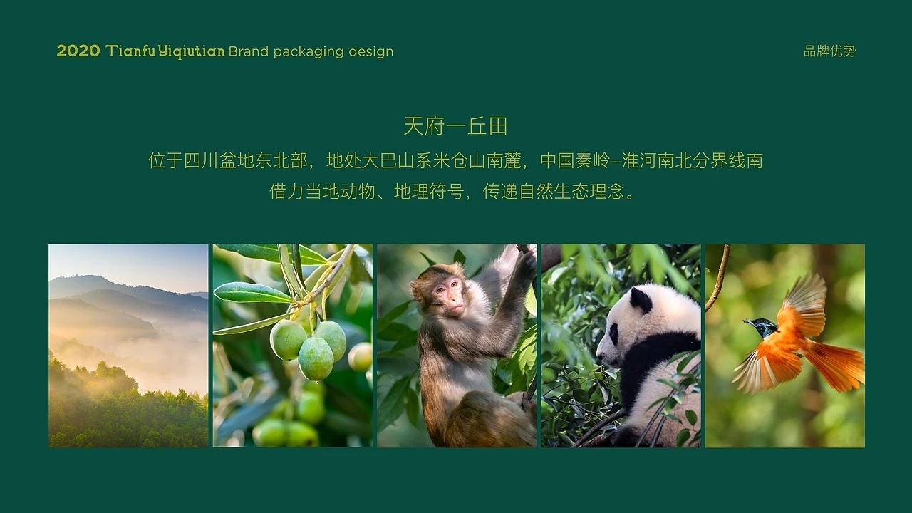 橄榄油包装-天府一丘田品牌包装升级 (一)[40P] 成都-刘旭创意 (13).jpg