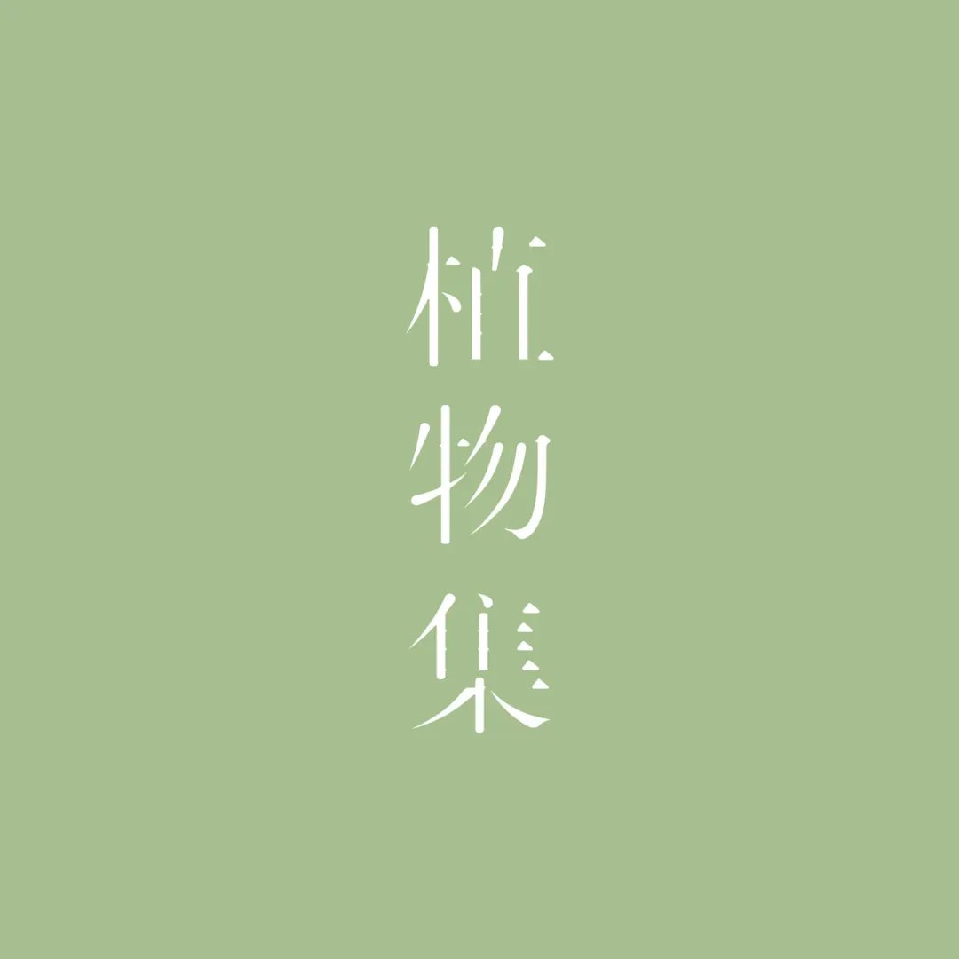 木头猫  植物集品牌视觉 包装设计_9.jpg