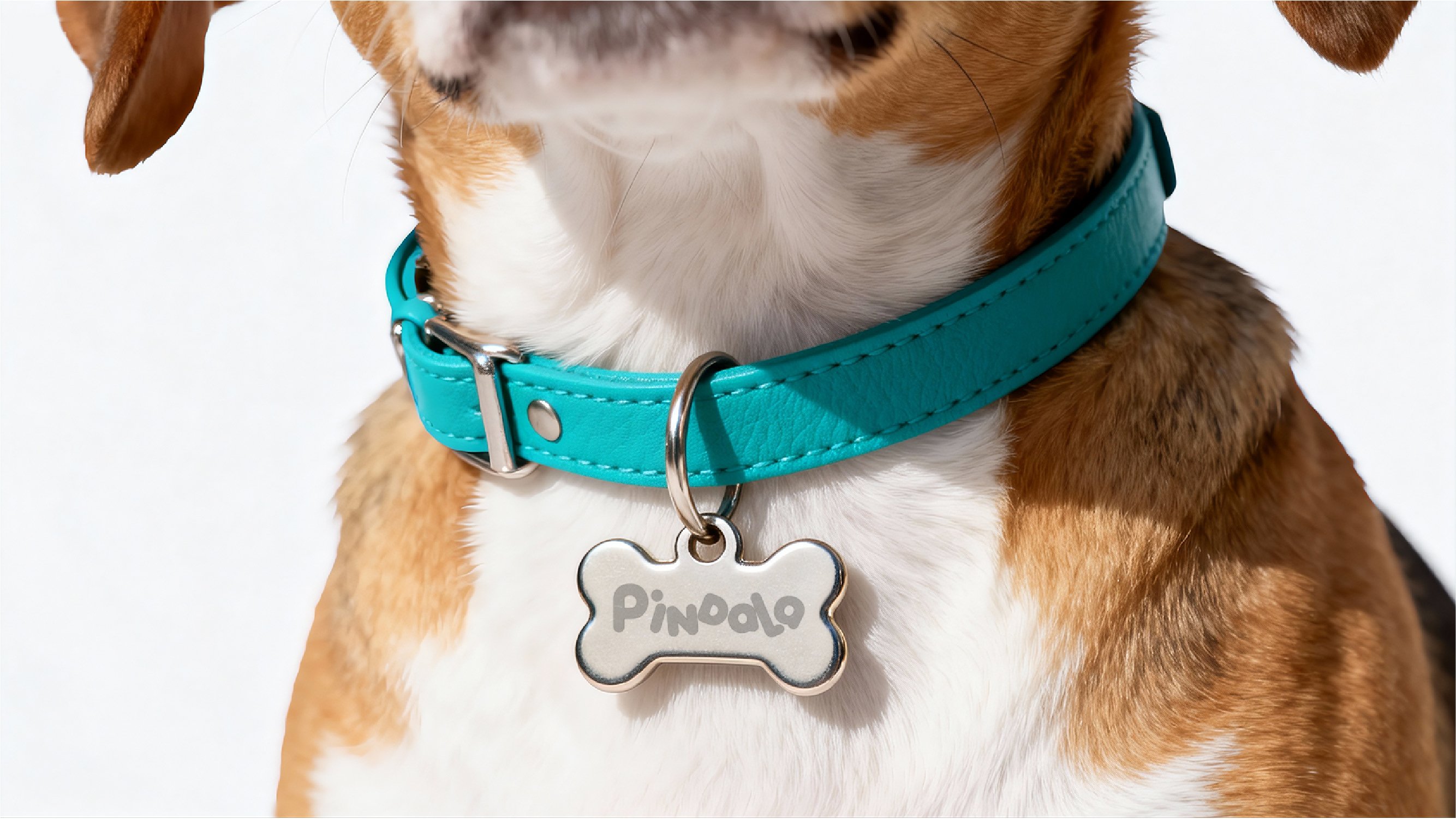 PINDALA  宠物品牌设计_33.jpg