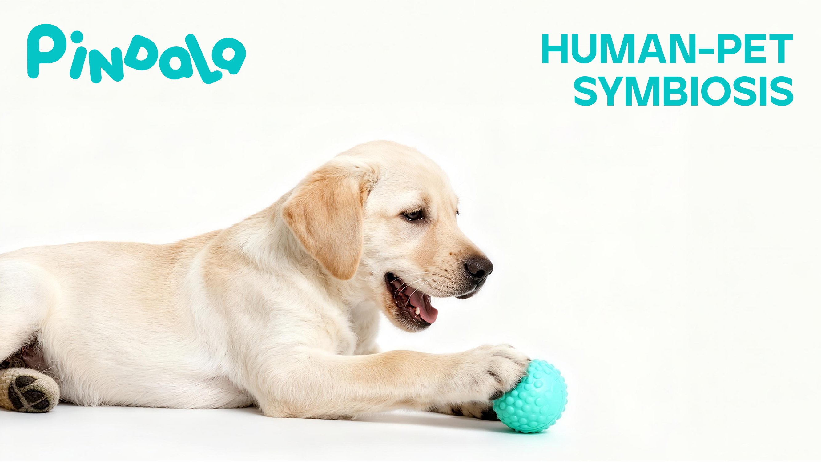 PINDALA  宠物品牌设计_38.jpg