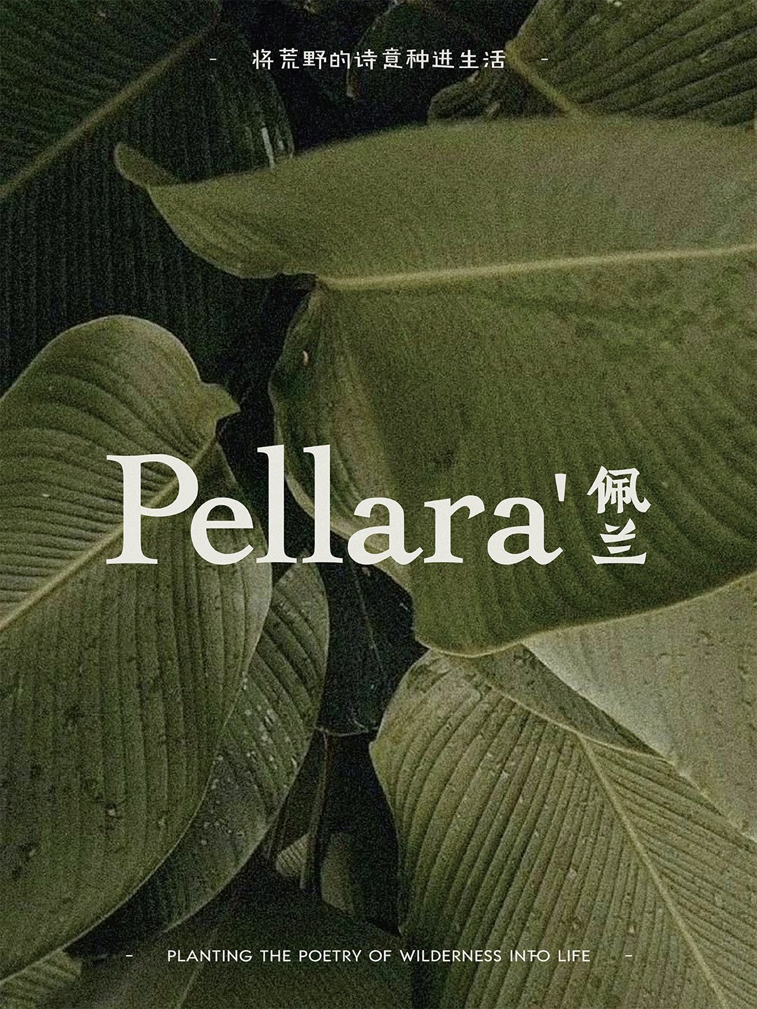 Pellara佩兰植物.jpg