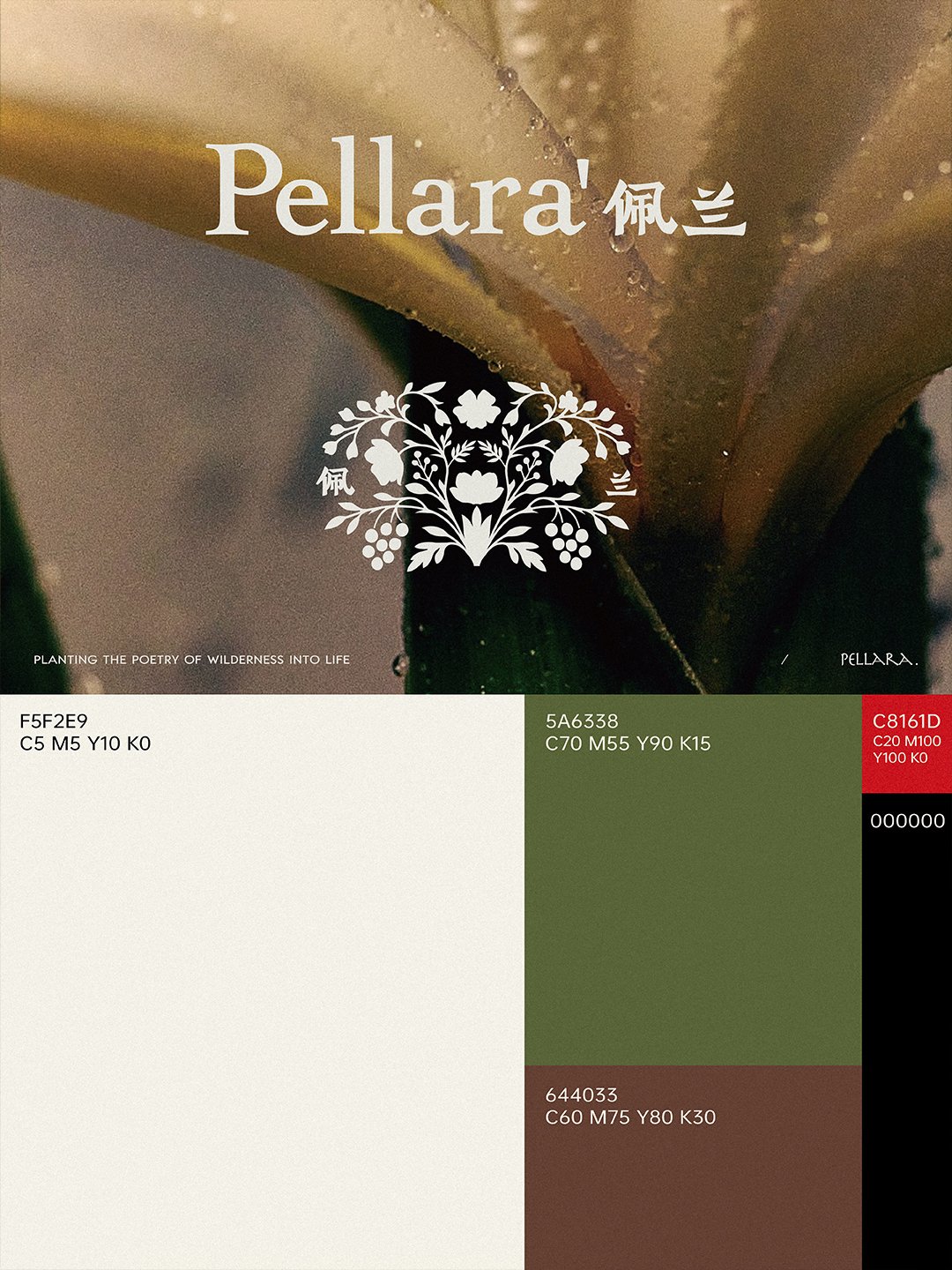 Pellara佩兰植物_2.jpg