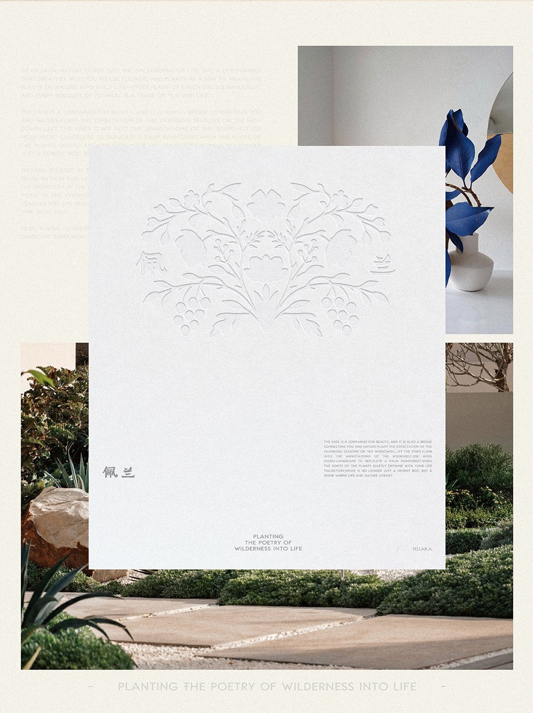 Pellara佩兰植物_7.jpg